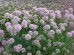 Czosnek ozdobny ‘Summer beauty’ (Allium angulosum)